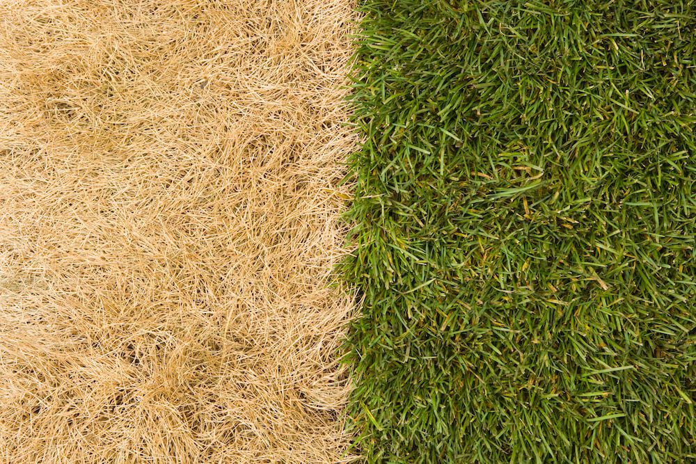 5 Common Threats to Your Colorado Lawn and How to Counter Them