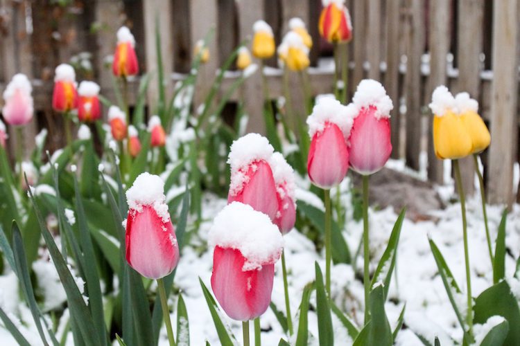 Photograph of multiple tulips in a garden covered in snow.  The tulips are pink, yellow, red and orange in the flower bed.  The perennial flowers have snow perched on top of them.  Behind the blossoms is a gray, weathered picket fence.