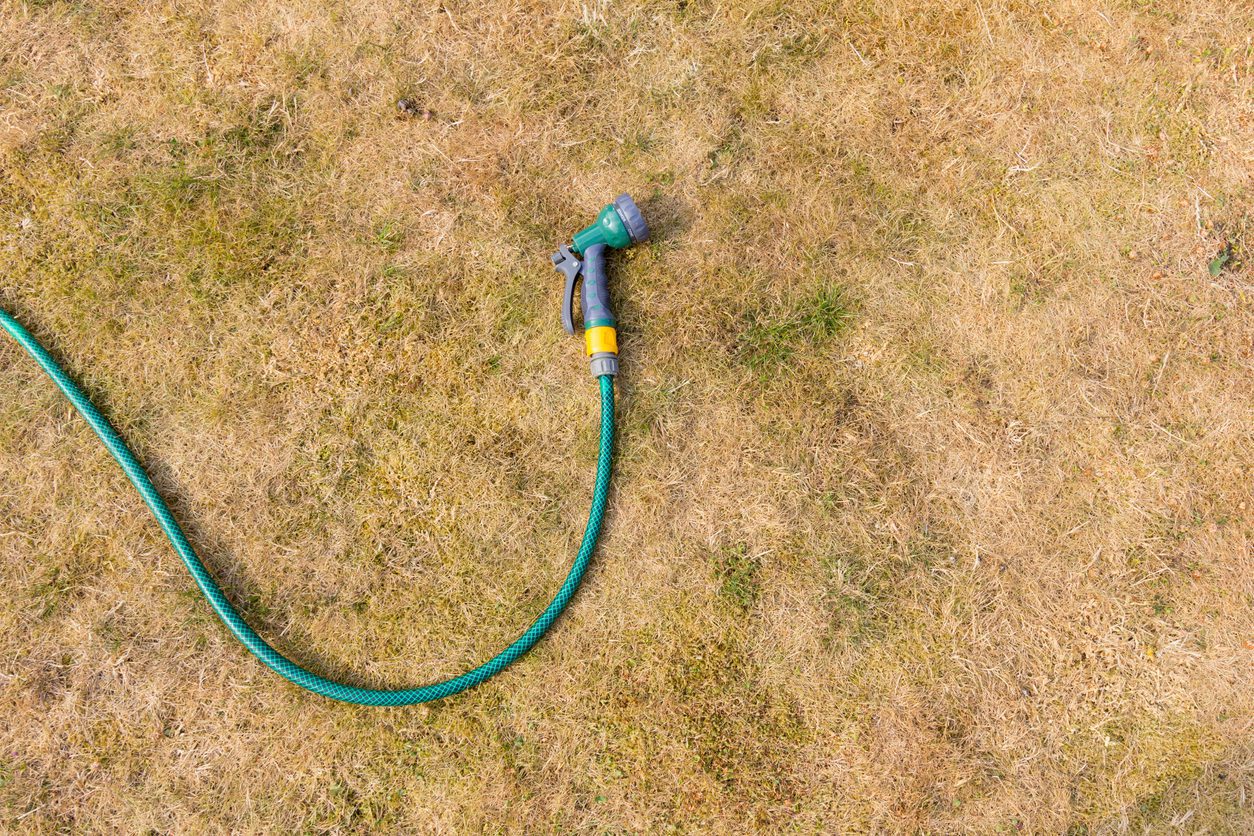 Drought Conditions - Dry and brown lawn with hosepipe