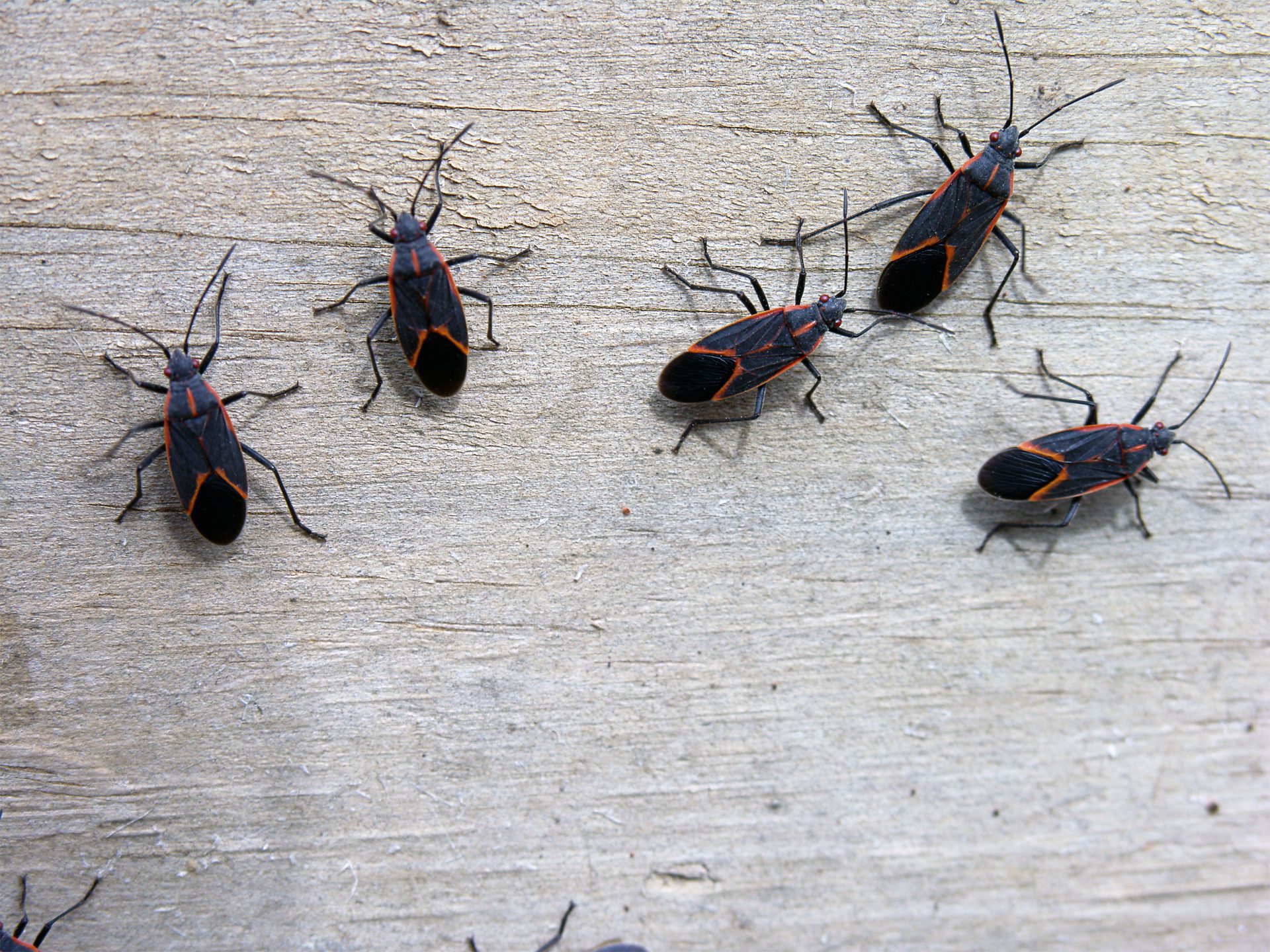 Insects - Box Elder Bugs